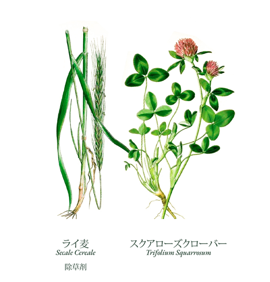 BSR-JP4.jpg 