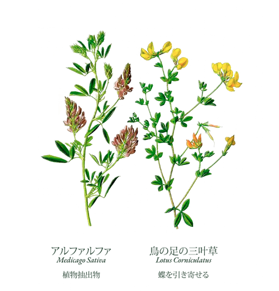 BSR-JP6.jpg (31