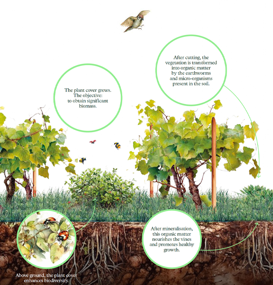 Regenerative Viticulture