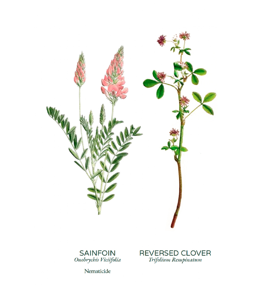 Flowering cover crops