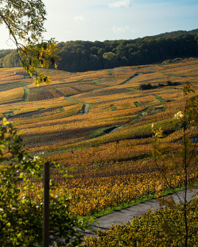 terroir