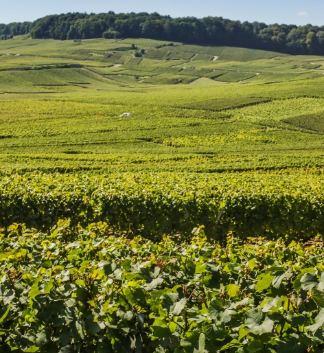 Harvest Chardonnay Journey