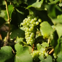 vignes 