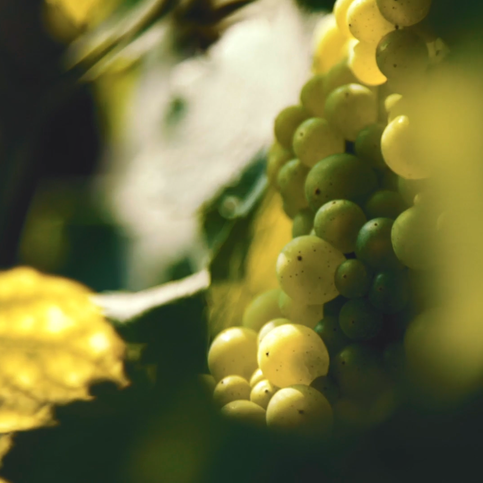 Blanc de Blancs