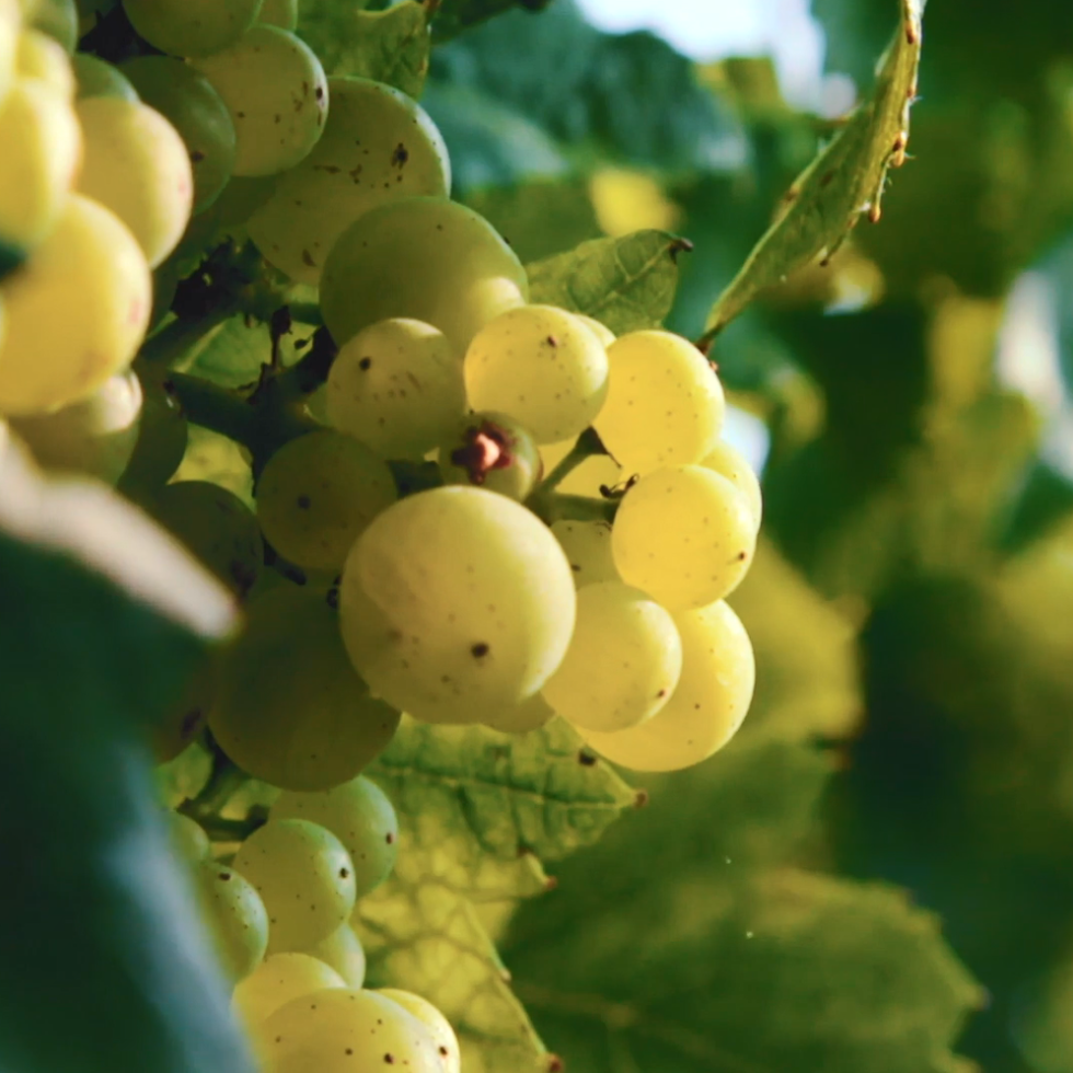 Grapes